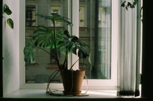 The Benefits of Incorporating Houseplants into Your Home Decor