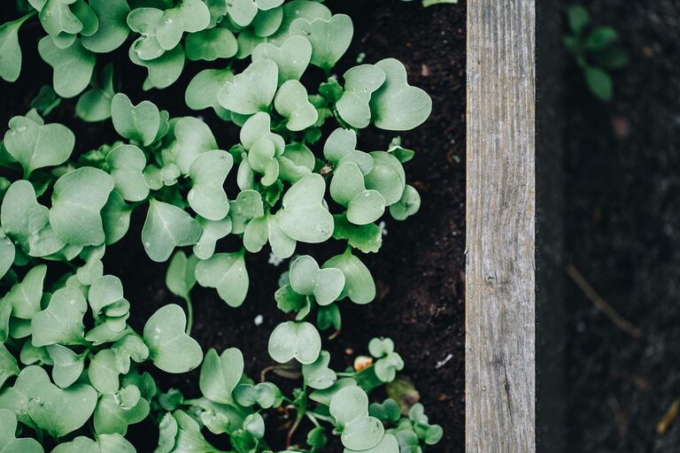 Tips for Creating a Sustainable Garden in Small Urban Spaces